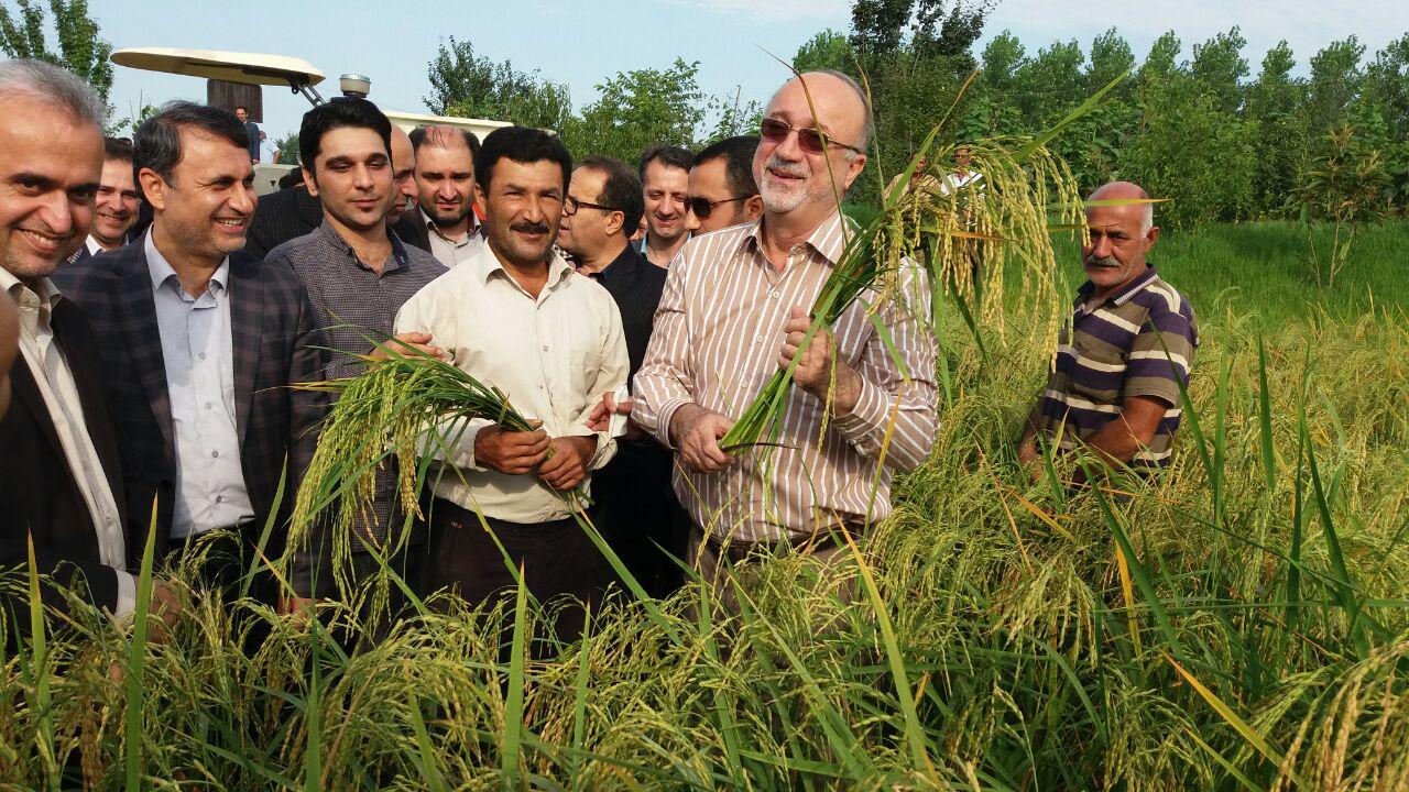 آغاز برداشت مکانیزه برنج درگیلان