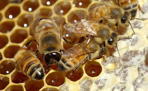 تولید فراورده های جانبی زنبور عسل، ظرفیت ناشناخته زنبورداری