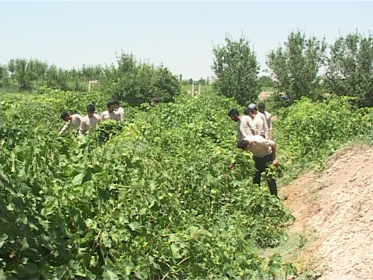 آفت زدایی بسیج از دو هزار هکتار از تاکستانهای ملکان