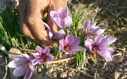 کشت مکانیزه زعفران در نیشابور