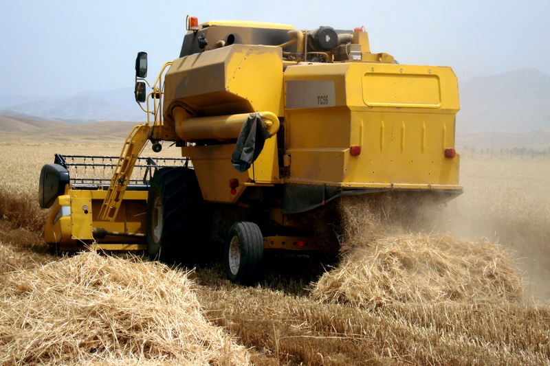 مبارزه با آفت سن غلات در مزارع گندم و جو استان