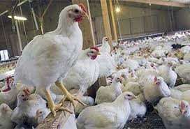 تاخیر در جوجه ریزی علت افزایش قیمت مرغ