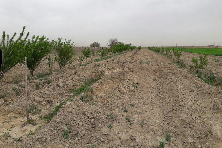 مبارزه با بیابان زدایی در بیش از ۷۰ روستای استان
