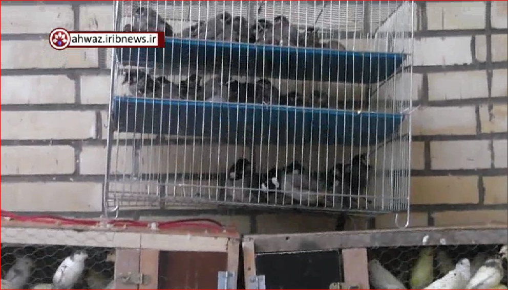 کشف و ضبط بیش از یک هزار قطعه پرنده زینتی از قاچاقیان در خوزستان+ فیلم