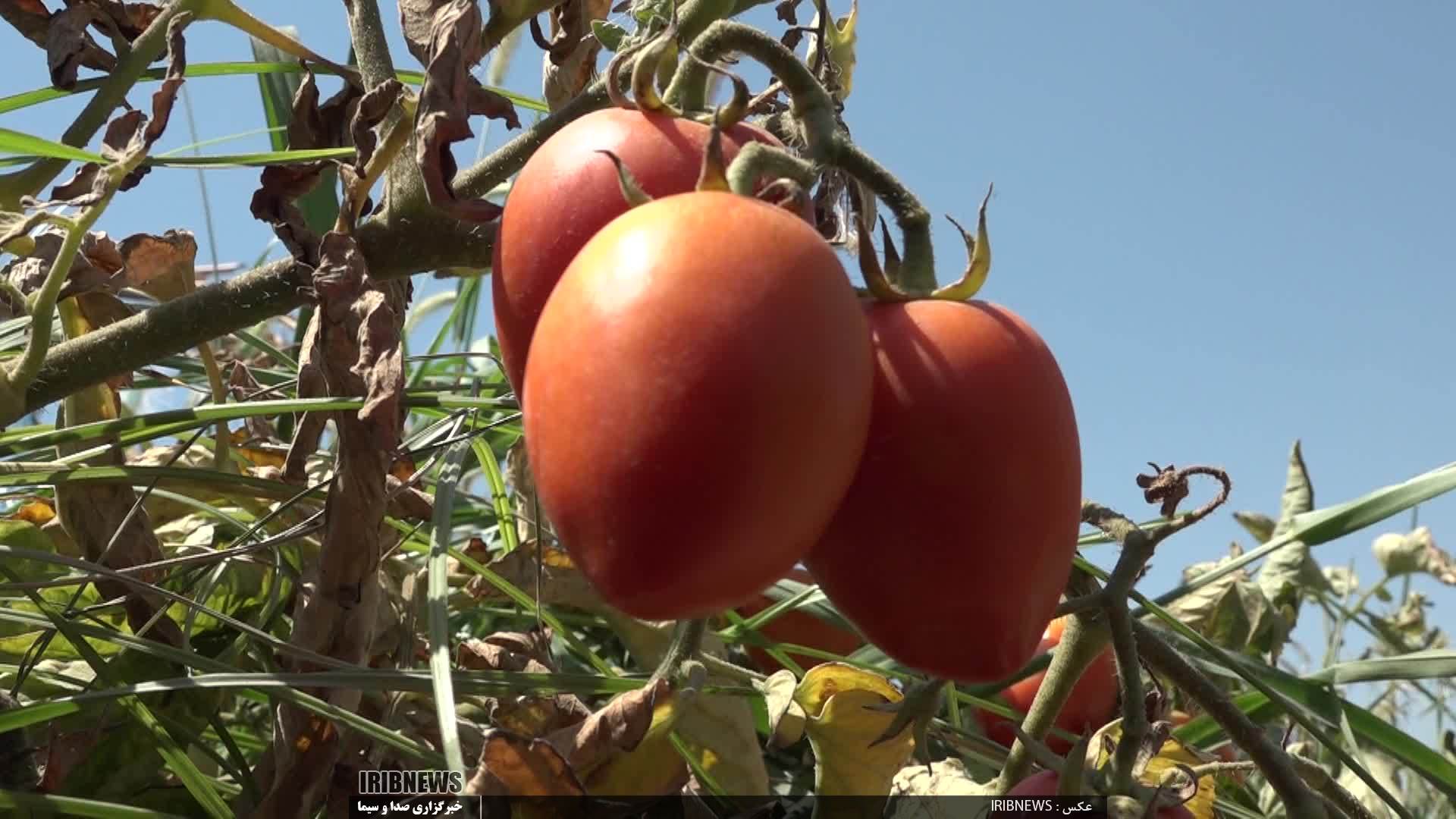 پیش بینی برداشت 75 هزار تن گوجه فرنگی از اراضی دشت مغان