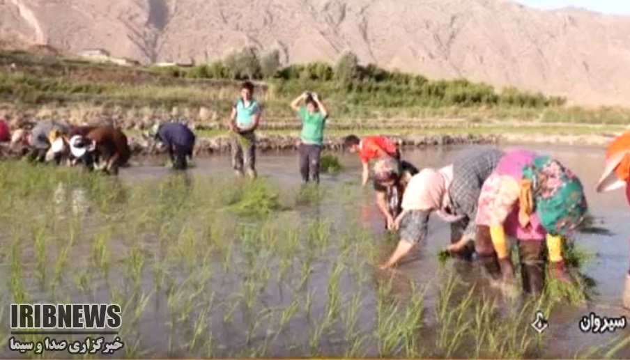 برداشت برنج از شالیزارهای شهرستان سیروان+ گزارش