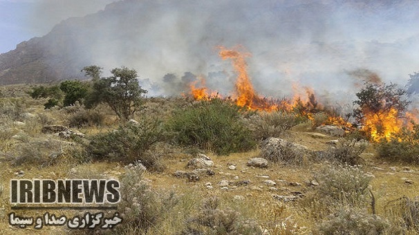 آتش سوزی در 11 هکتار از اراضی جنگلی ارس طارم