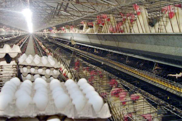 تولید ۱۶ هزار تن تخم مرغ در فارس + فیلم