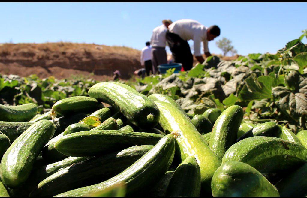 آغاز برداشت خیار از مزارع منطقه کوهسرخ کاشمر