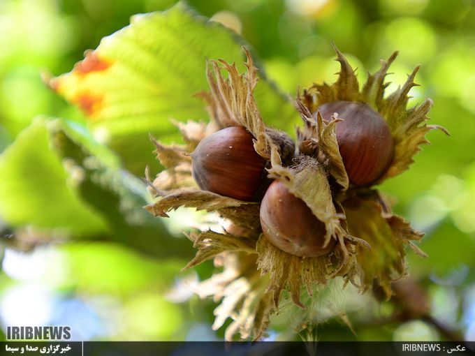 شناسایی 48نمونه ژئوتیپ در جنگل های فندق اردبیل