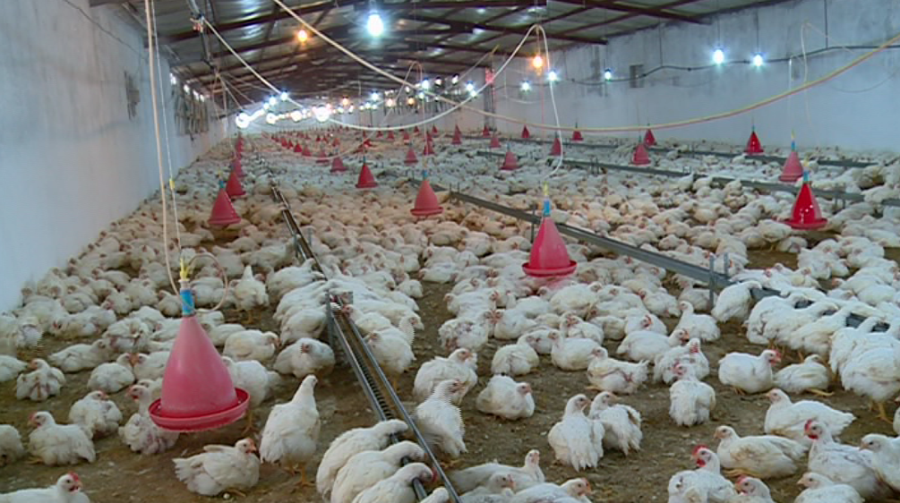 توقف تولید مرغ علت افزایش قیمت مرغ و تخم مرغ