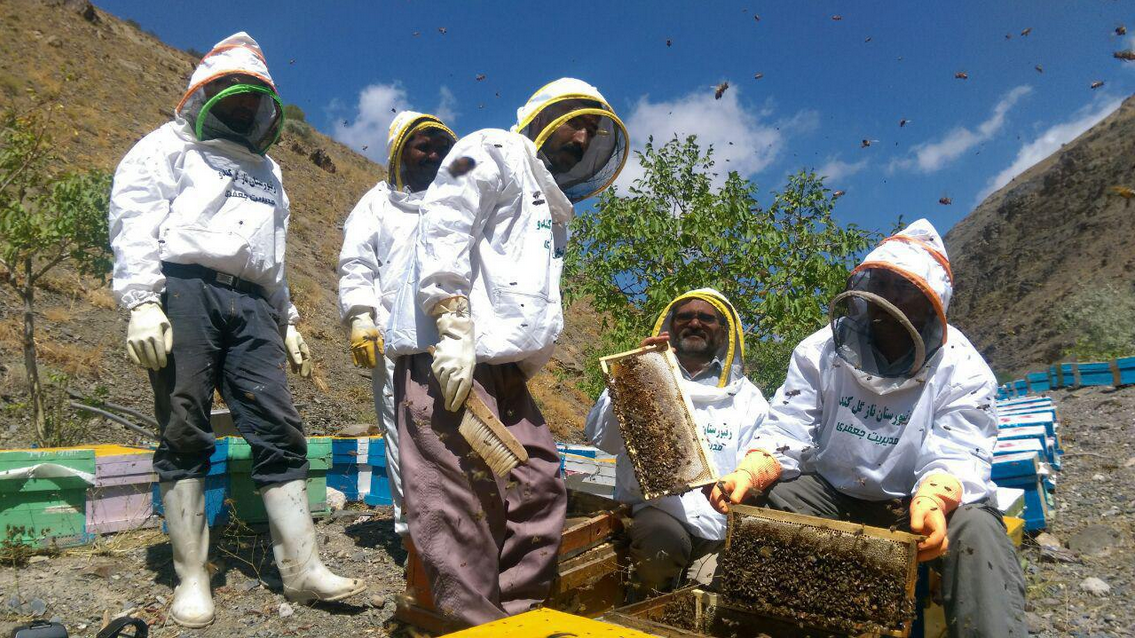 درآمد 45 میلیارد ریالی برداشت عسل از زنبورستان های نیشابور