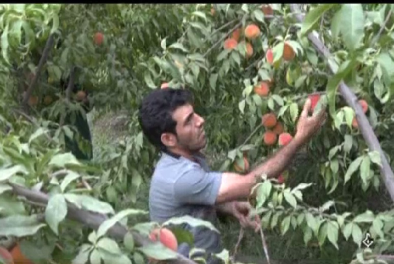 برداشت محصولات کشاورزی از شهرستانهای ملکشاهی و بدره