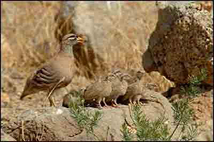 افزایش ۲۰ درصدی گونه های جانوری در مناطق حفاظت شده اردستان