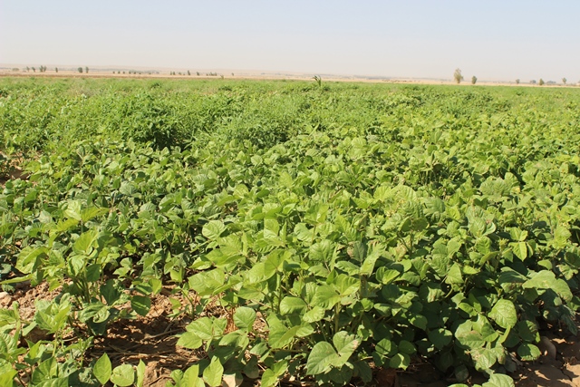 کاشت ماش در سطح 300 هزار از اراضی کشاورزی دره‌شهر