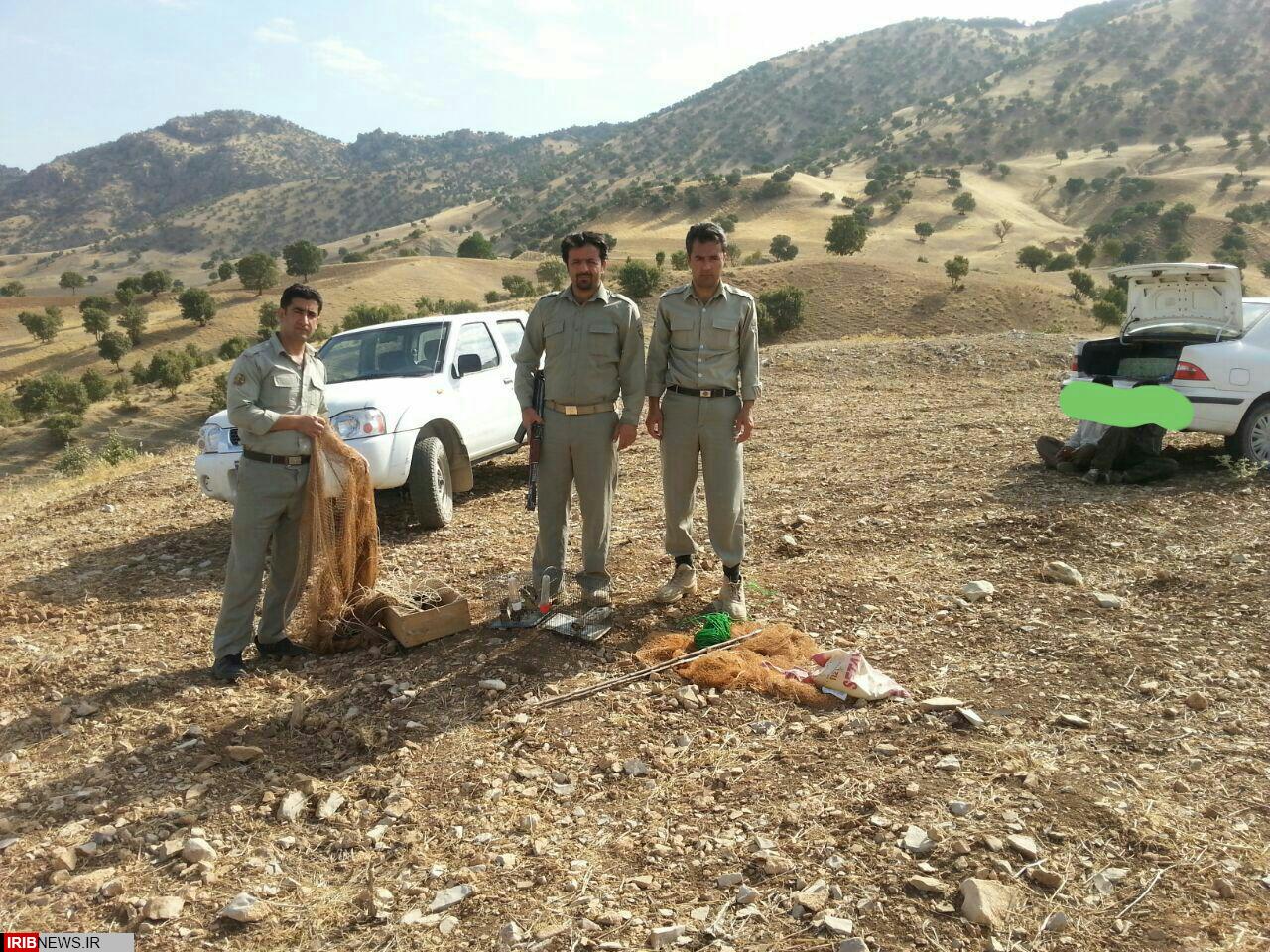 کشف و رها سازی  ۸ قطعه سهره طلایی در شهرستان ثلاث باباجانی