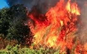 وقوع آتش سوزی در ارتفاعات چلم کو