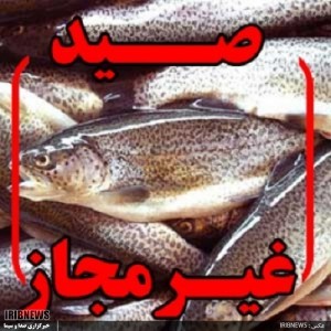 کشف 830 قطعه ماهی صید غیرمجاز در اردبیل