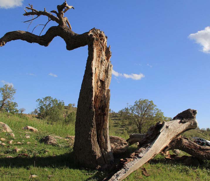 بیماری زغالی عامل اصلی خشکیدگی درختان بلوط استان