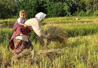 برداشت محصول 99 درصد شالیزارهای گیلان