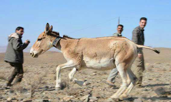 ورود سه گورخر ایرانی به روستاهای اطراف شهر نی‌ریز