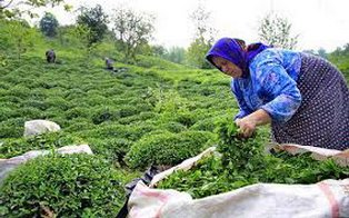 پرداخت سی میلیاردی مطالبات چای کاران شمال کشور