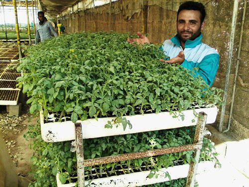 تولید 300 میلیون قطعه نشاء گوجه‌فرنگی در شهرستان دشتی