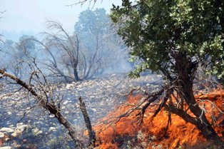 سوختن جنگلهای مازندران در آتش بی احتیاطی