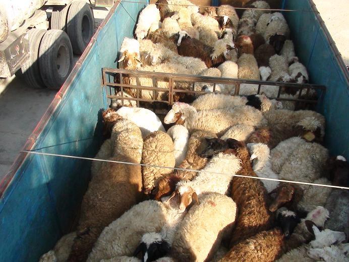 کشف 120 راس گوسفند قاچاق در نیشابور