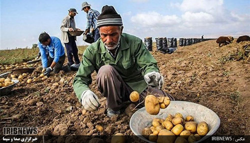 چشم انداز حمایت از سیب زمینی کاران در قطب کشاورزی کشور