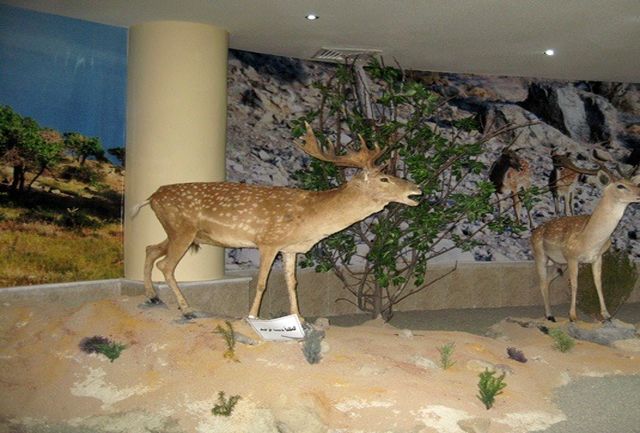 بازدید رایگان از موزه تاریخ طبیعی استان اردبیل