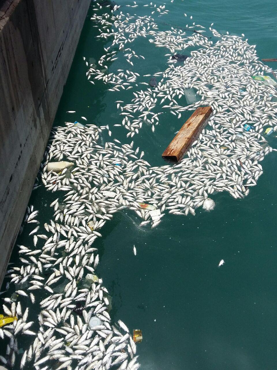 مرگ گاریز ماهیان در ساحل بندرعباس