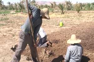 آغاز برداشت روناس در خور و بیابانک