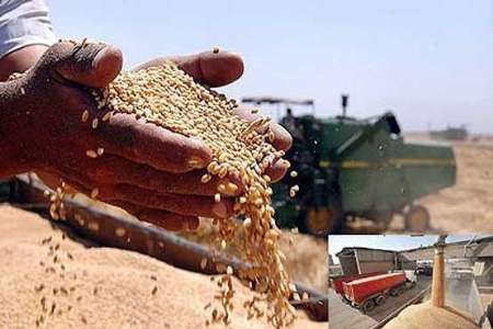 خریداری ۶۷ هزارتن گندم از کشاورزان استان