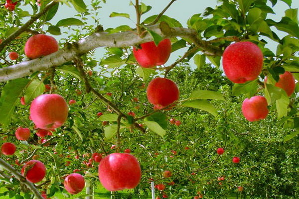 پیش بینی برداشت 66 هزار تُن سیب در خراسان شمالی