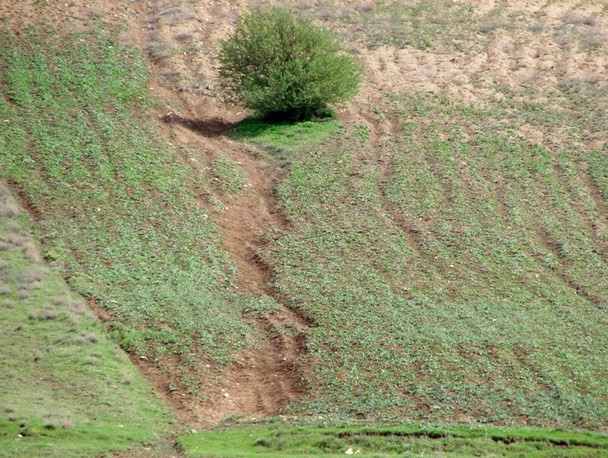 شناسایی 317 تغییر کاربری غیرمجاز در خراسان شمالی