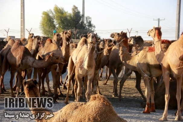 سیستان و بلوچستان،قطب پرورش شترکشور