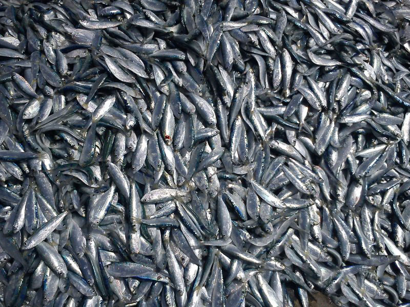 ادامه روند کاهش صید کیلکا ماهیان دریای خزر