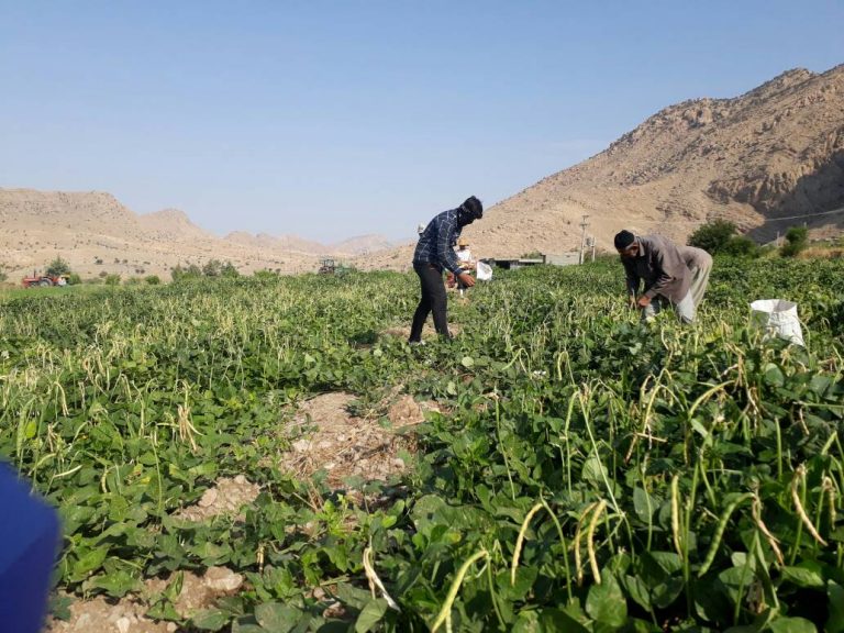 آغاز برداشت لوبیای چشم بلبلی در چرام