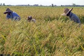 برداشت برنج تا اواسط آبان در استان
