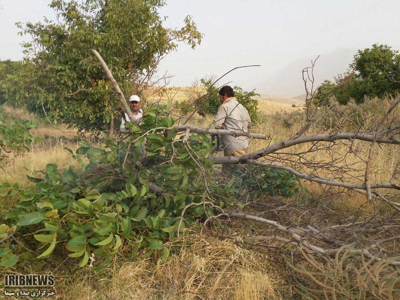 خسارت ۴۰ درصدی باغات گردو اسدآباد