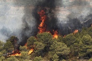 عاملین آتش‌سوزی جنگل‌های بلوط بخش الوار گرمسیری به کاشت یک هزار و ۷۰۰ نهال درخت محکوم شدند.