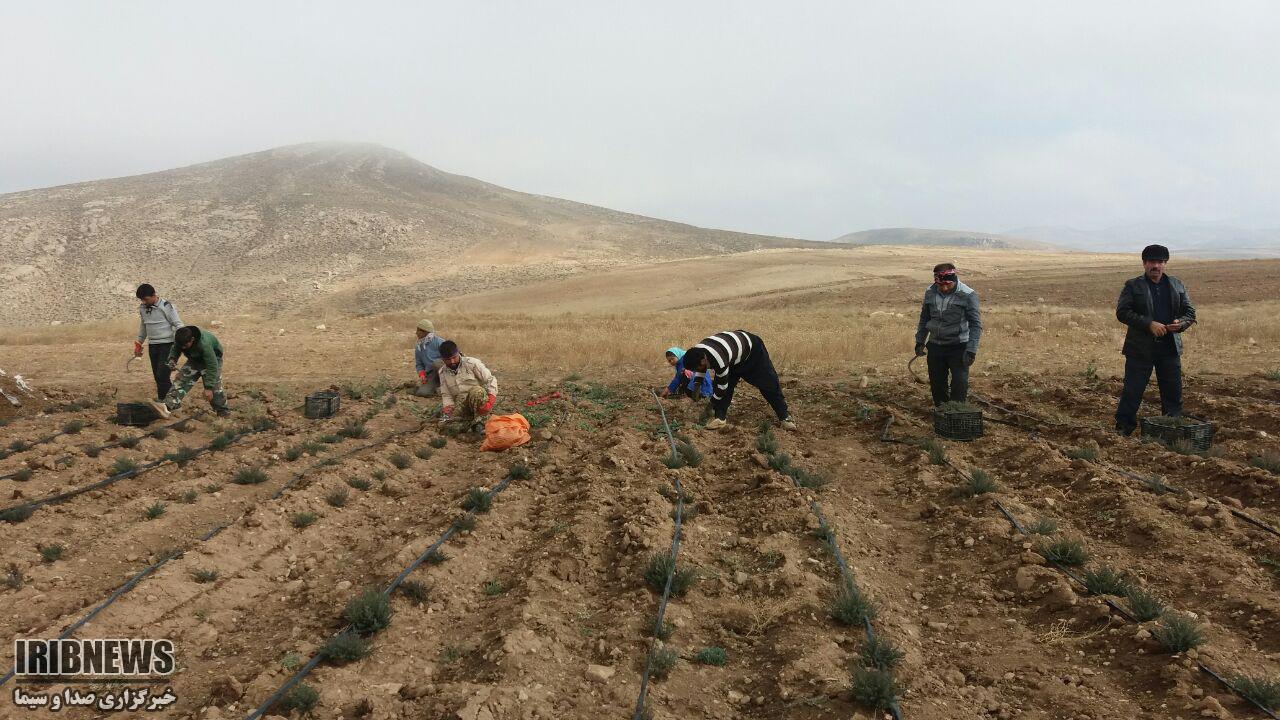 کشت گیاهان دارویی به همت عشایر