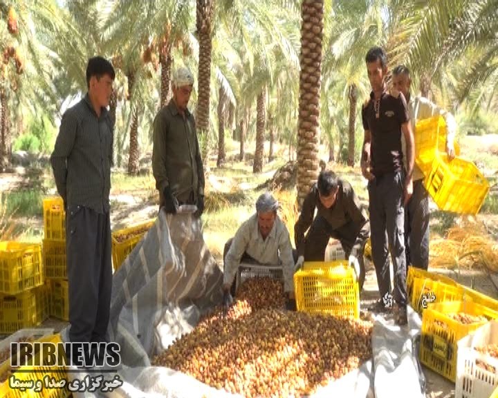 برداشت خرمای خشک در خنج