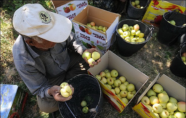 برداشت سیب از باغستان‌های استان