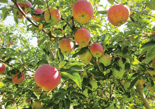 اختصاص باغ سیب برای پذیرایی از زائران کربلای معلی