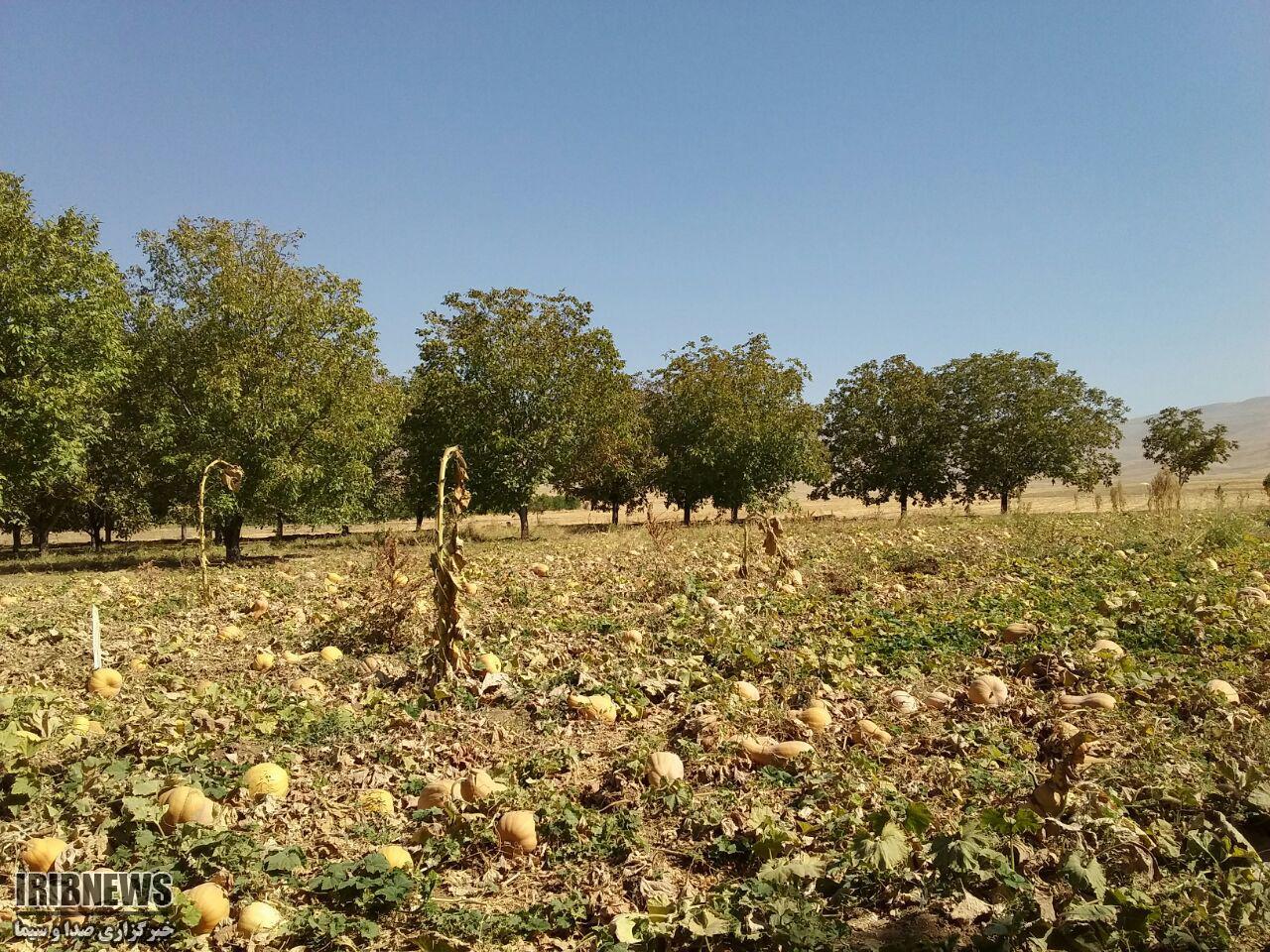 آغاز برداشت محصول کدو حلوایی در نهاوند