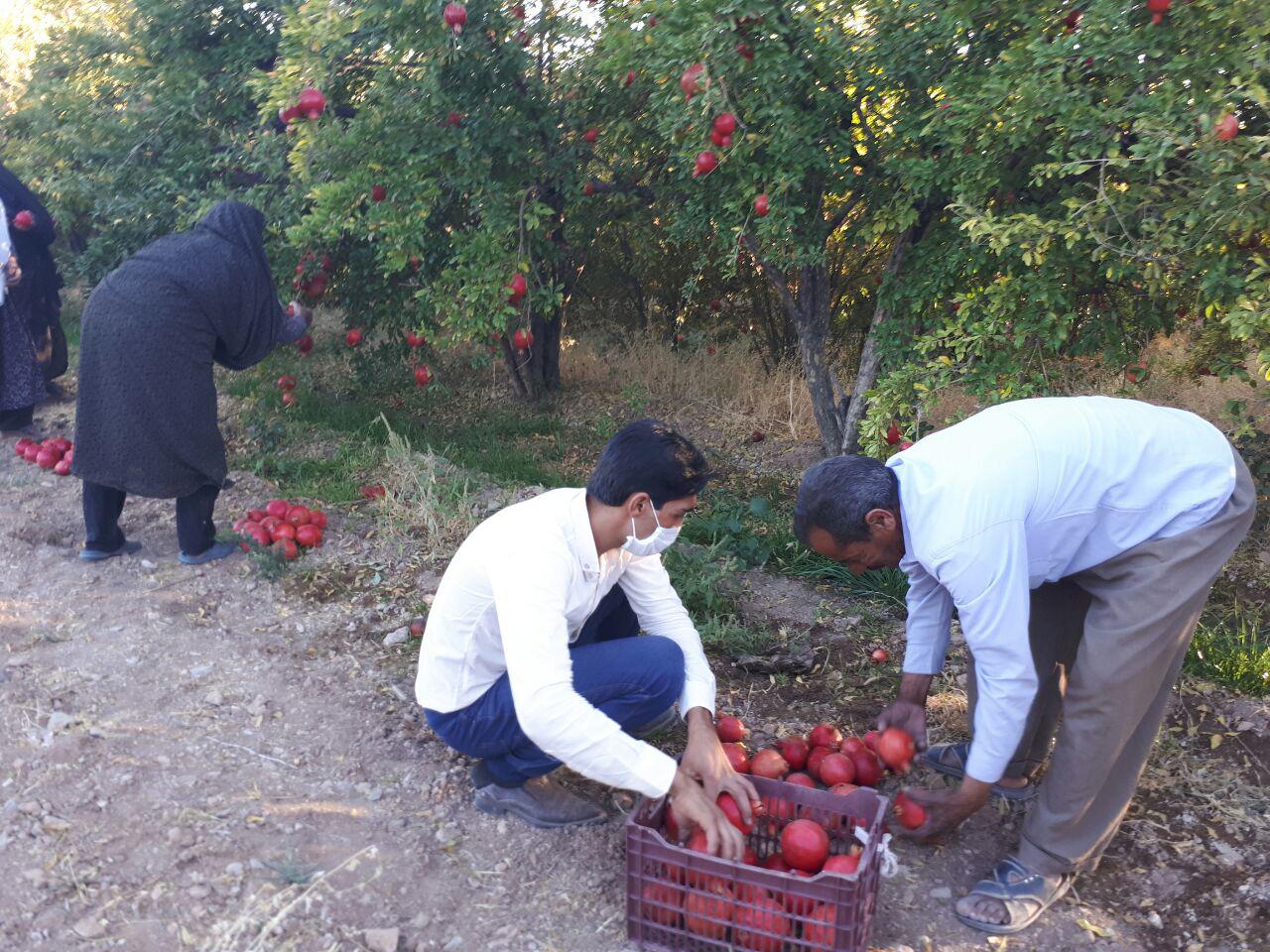 اغاز برداشت انار در سیرجان