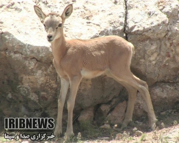 آغاز سرشماری پاییزه پستانداران خراسان شمالی