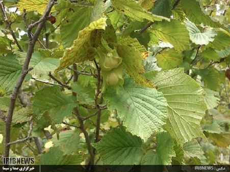 حفاظت از منابع ژئوتیپ های فندق مقاوم به سرما در اردبیل